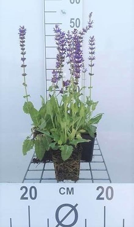 6x Struiksalie - Salvia nem. 'Mainacht' ('maynight') | 9x9 cm pot