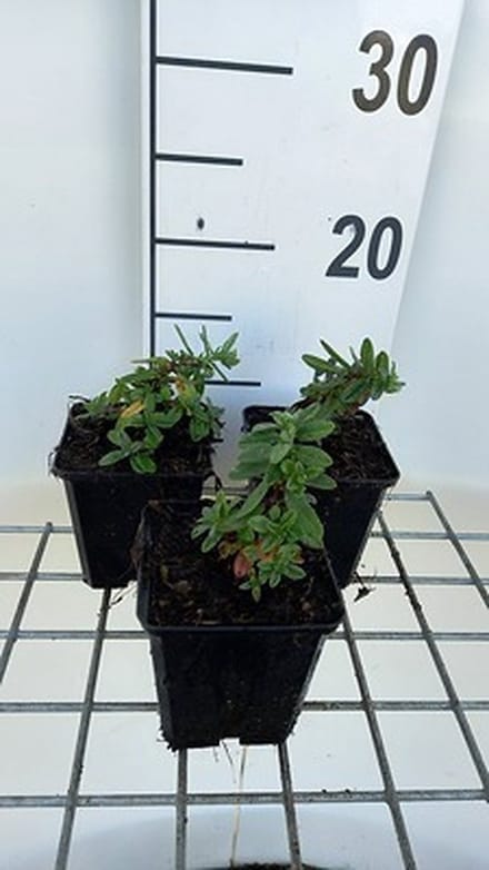 6x Zonneroosje - Helianthemum hybr. 'Elfenbeinglanz' | 9x9 cm pot