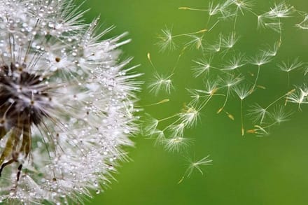 Fotobehang - Blowing Dandelion 375x250cm - Vliesbehang