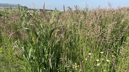 Wadi - Veldbloemenmengsel meerjarig - 100gr. - Advanta