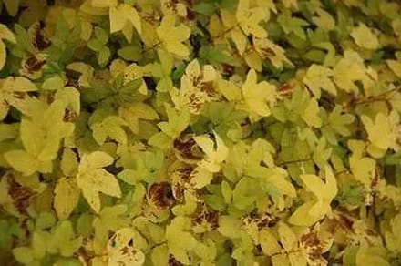 6x Mourasspirea - Filipendula ulm. 'Aurea' | 9x9 cm pot