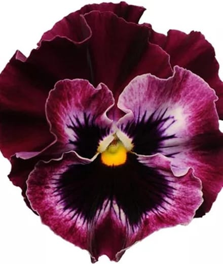 Viola x wittrockiana Carneval Orchi® F1 Burgundy