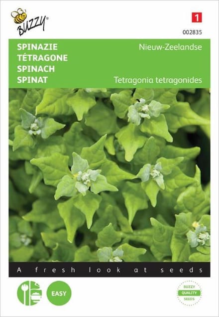 Nieuwzeelandse spinazie - Tetragonia expansa