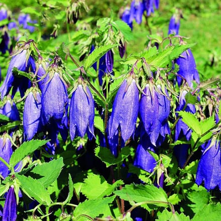 6 x Campanula 'Kent Belle'-Klokje pot 9x9cm