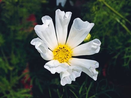 Buzzy Seeds Buzzy® - Cosmos, Cosmea Hummingbird White