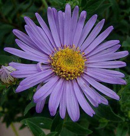 6 x Aster Frikartii 'Moench' - Aster Pot 9x9 cm - Lavendelblauwe Herfstbloei