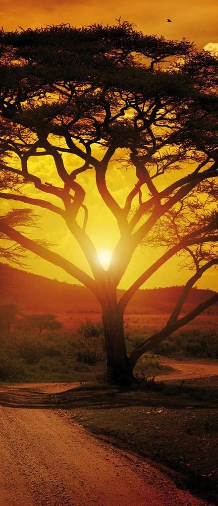 Fotobehang Zonsondergang | Bruin, Oranje | 91x211cm