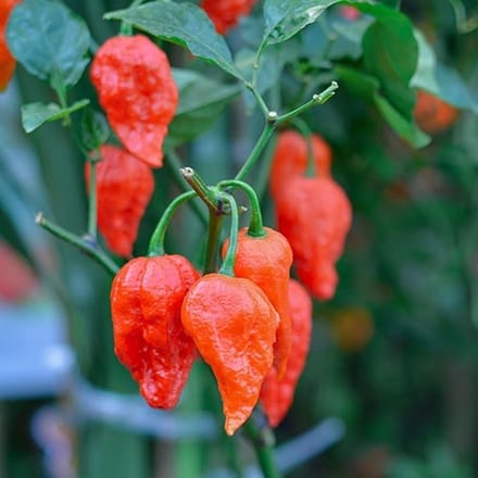 Peper zaden - Naga Morich