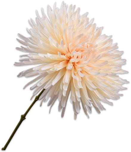 Chrysant tak creme 60 cm