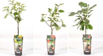 Fruitplanten mix - set van 3 - 1 Appel, 1 Peer, en 1 Kers - hoogte 30 / 40 cm