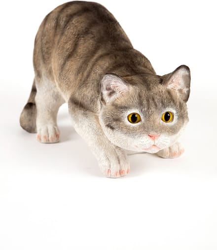 rondsluipende  Grijze kat