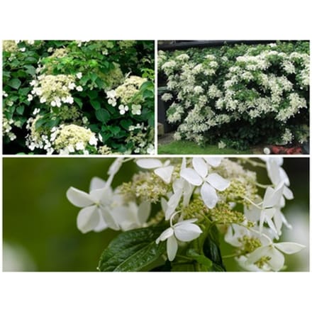 Klimhortensia Hydrangea petiolaris: 2