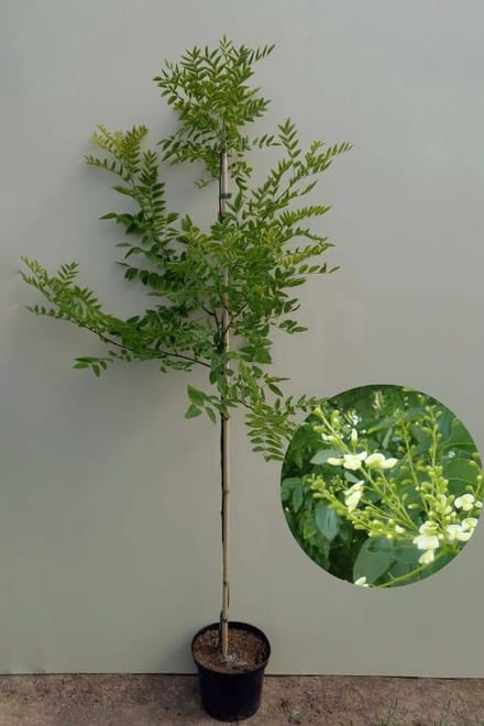 Jonge Honingboom | Styphnolobium japonicum 'Regent' | 100-150cm hoogte