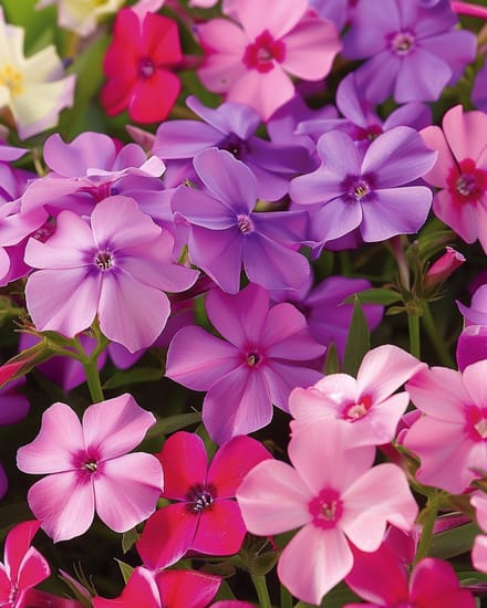5 sets - Vlambloem Zaden Beauty Gemengd Phlox Drummondii Eenjarig