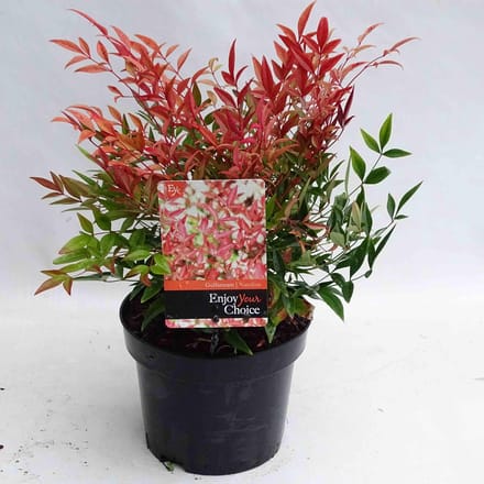 Nandina d. Gulfstream - Set van 4 - Hemelse Bamboe - Pot 2 Liter - Wintergroen