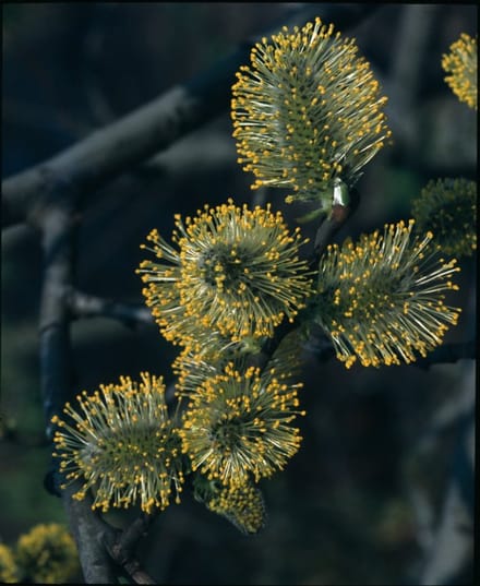 Arbustes de haie - Un ensemble 1 - Salix aurita - (2L) 60-80 cm