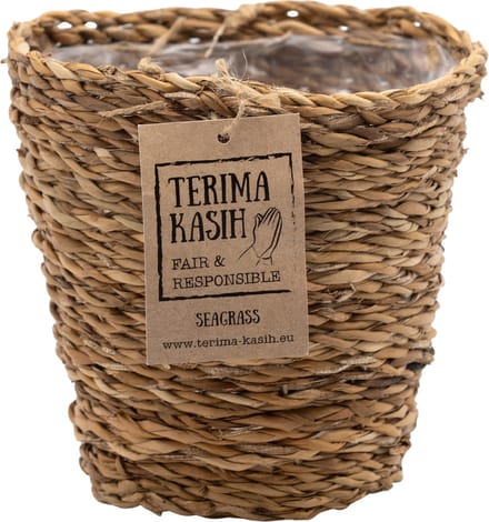 Bloomique - Mand Coco – Zeegras – Terami Kasih – – 10-15 cm - Pot 12 cm