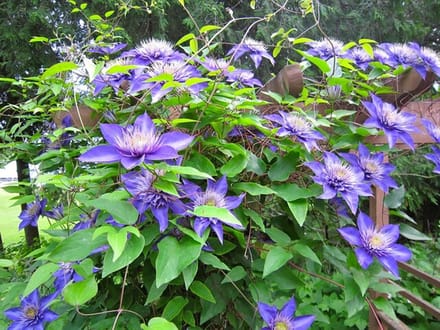 4x Clematis, Kleur Blauw , Klimplant, Tuinplant, Clematis Multi Blue ↨65cm - Ø15