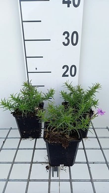 6x Vlambloem - Phlox (s) 'Purple Beauty' | 9x9 cm pot