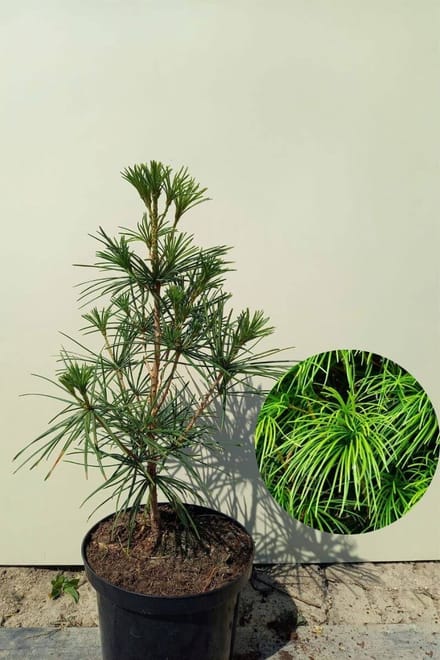 Jonge Japanse Parasolden Boom | Sciadopitys verticillata | 80-100cm hoogte