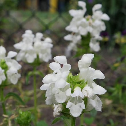 6 x Prunella Grandiflora 'Alba' - Brunel pot 9x9cm