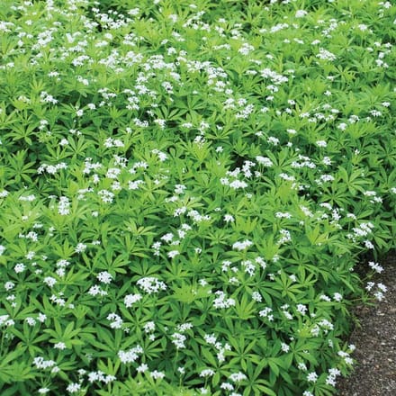 6 x Galium Odoratum - Lieve-Vrouwe-Bedstro pot 9x9cm
