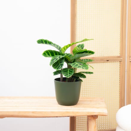 Calathea Zebrina - 35cm