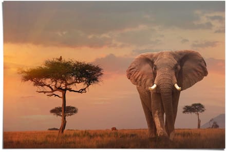 Poster Olifant bij schemer - 61 x 91,5 - Papier - REINDERS