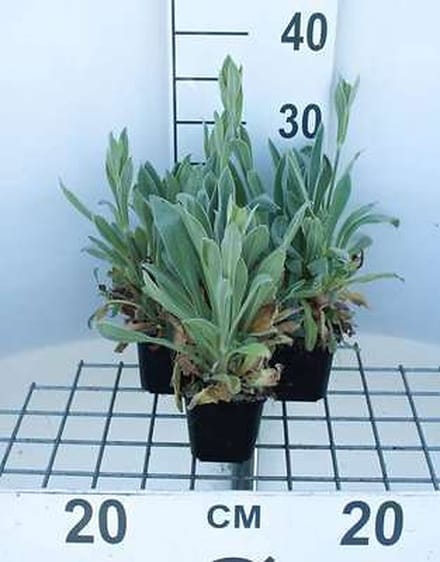 6x Koekoeksbloem - Lychnis cor. 'Alba' | 9x9 cm pot