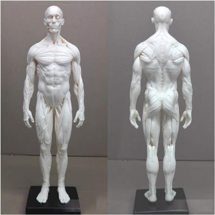 Anatomie Figuren - Menselijk Lichaam Model - Tekenen Studeren - Half Spier Half Huid - 28-30 cm - Ongeverfd