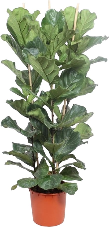 Green Harmony | Ficus Lyrata struik - 180 cm - ø34