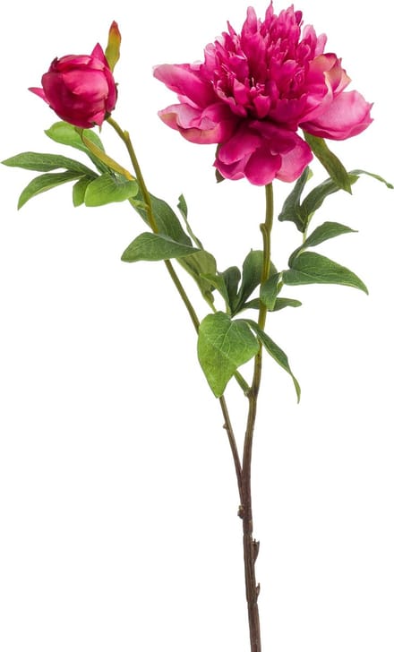 Emerald - Kunstbloem Pioenroos Sarah 73cm beauty - Kunstplant voor binnen