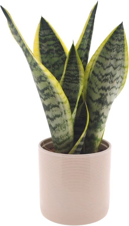 Sansevieria | 35cm | met gebroken witte keramieken pot