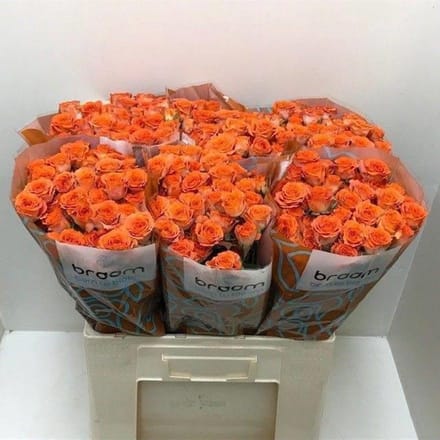 10x Rosa tr. ariya 60cm
