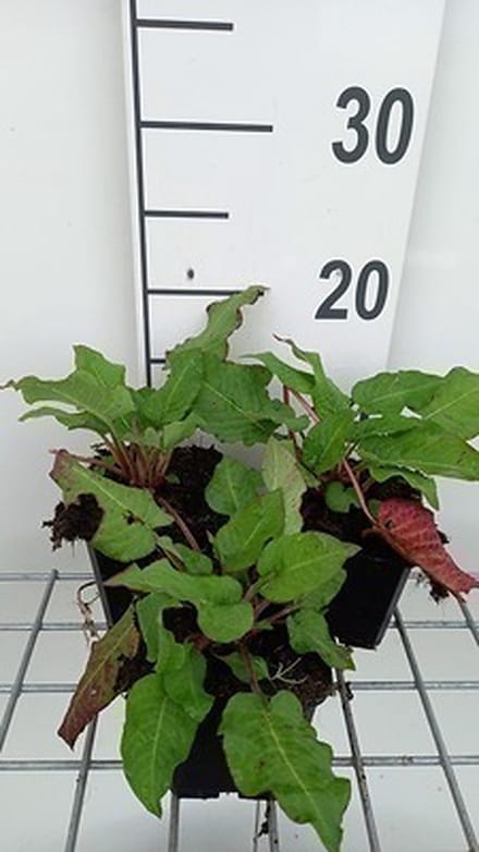 6x Duizenknoop - Persicaria ampl. 'J.s. Caliente' | 9x9 cm pot