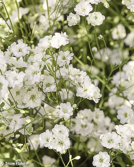 2 sets - Gipskruid Zaden Snow Flake Gypsophila Paniculata Meerjarig Dubbelbloemig Wit