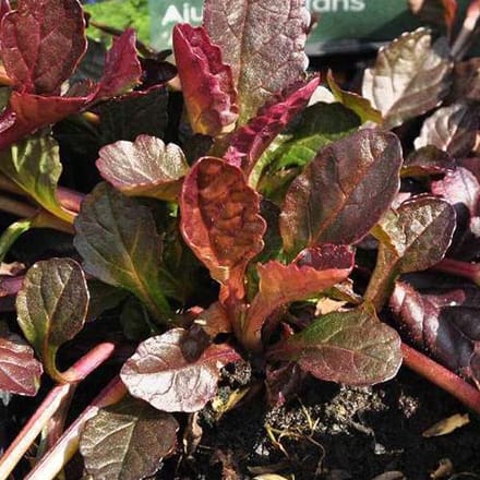 6 x Ajuga reptans 'Atropurpurea'  - Kruipend zenegroen pot 9x9 cm