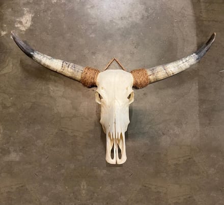 Skull Echt - Bali - Buffelschedel - Dierenhoofd - SKULL - 90 cm breed