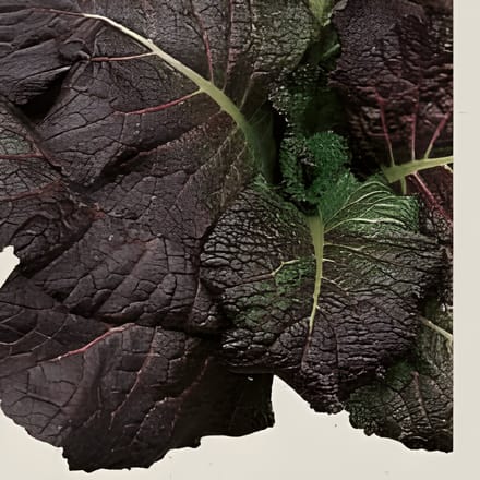 2 sets - Mosterd Red Giant Zaden Organic Brassica Juncea Eenjarig