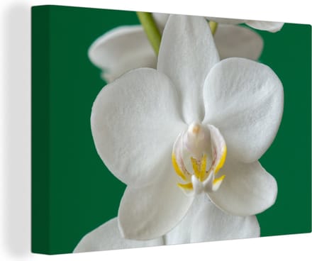 Canvas Schilderij Orchidee met groene achtergrond - 120x80 cm - Wanddecoratie
