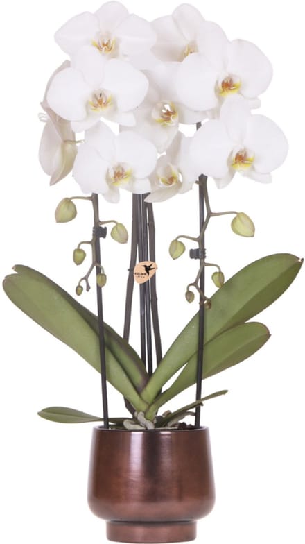 Kolibri Orchids | Scandic Copper pot Ø12cm met witte Niagara Falls orchidee – vers van de kweker