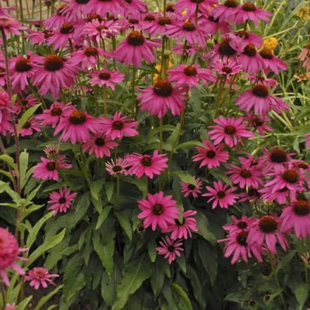 Echinacea Purpurea - Set van 12 - Zonnehoed - Pot P9 - Roze Bloem
