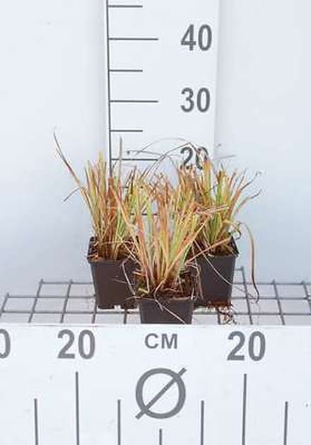 6x Zegge - Carex elata 'Aurea' ('bowles golden') | 9x9 cm pot