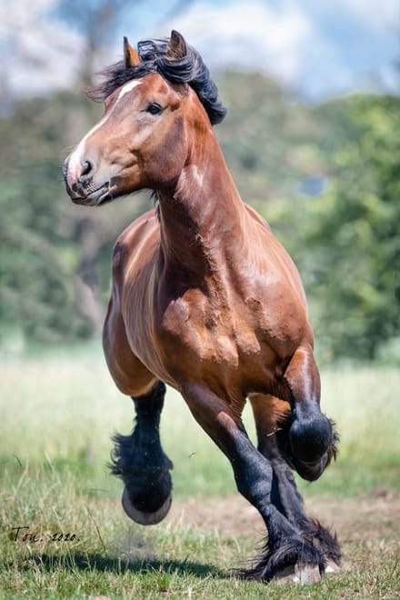 Trekpaarden TW19 - Canvas - Ton van der Weerden - 70 x 100 cm