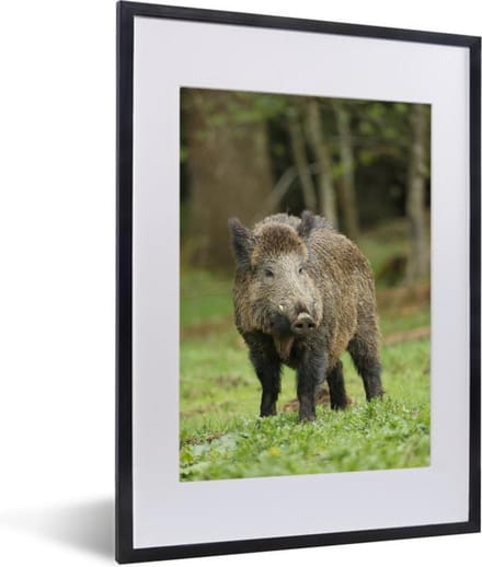Fotolijst incl. Poster - Everzwijn - Dier - Gras - 30x40 cm - Posterlijst