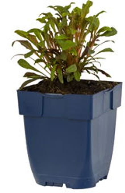 Griffioen - Gaura lindh. 'Florgaured'
