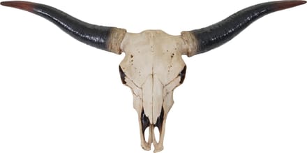 Decoratieve schedel 75cm MCW-A14, polyresin stier boktor hoofd trofee, binnen / buiten natuur