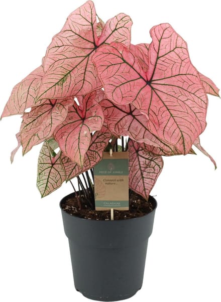 Caladium Spring Fling - 65 cm - Ø21cm