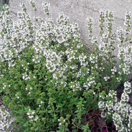 6 x Thymus Vulgaris 'Compactus' - Tijm pot 9x9cm