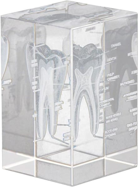 Gegraveerd 3D Kristallen Tand Model - Anatomische Decoratie voor Kantoor en Thuis
